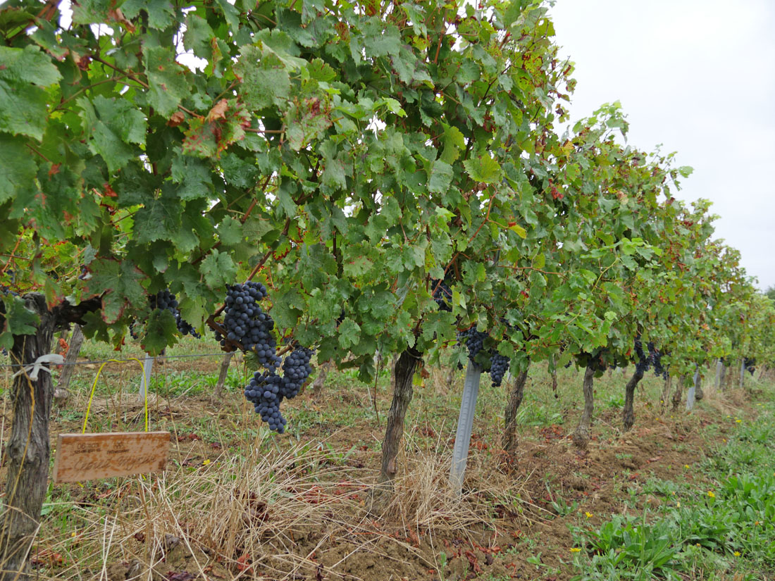 Виноградник на урожай